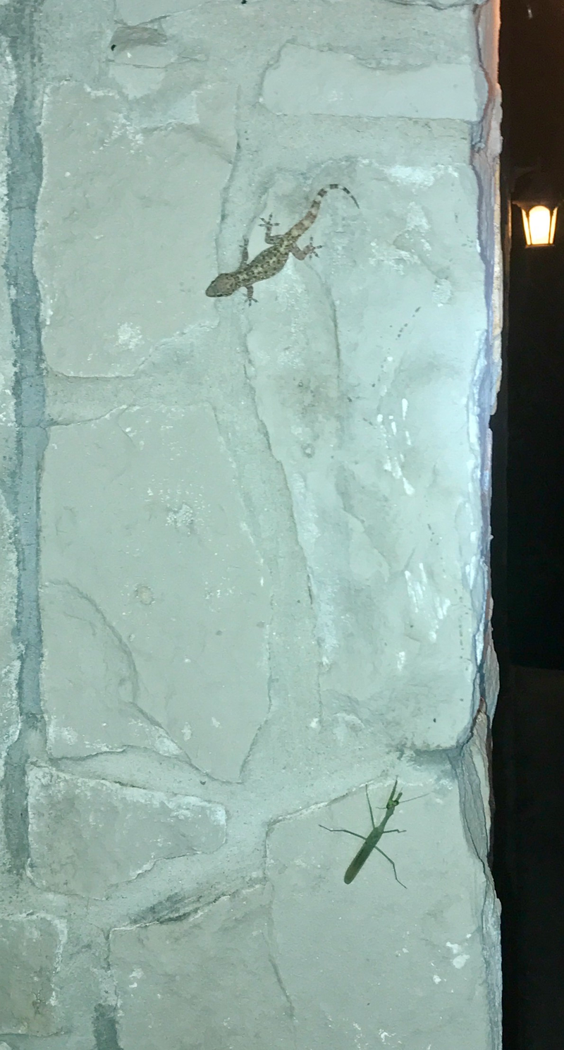 Illustration for article titled A Scorpion, Gecko, and Praying Mantis Are Having A Turf War On The Side Of My House